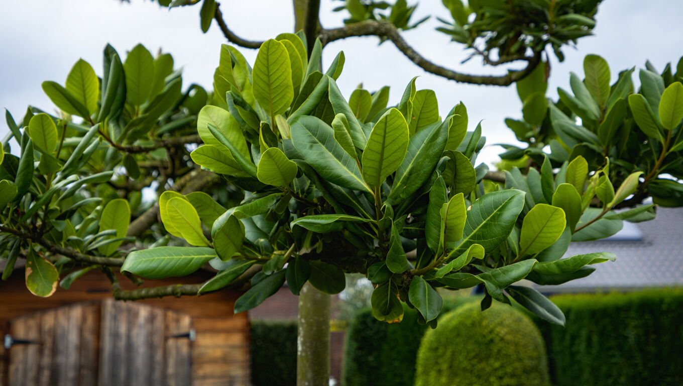 [paste advice page name here]